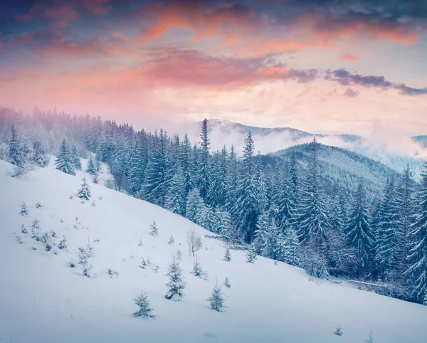 Nascer Sol Inverno Pitoresco Nas Montanhas Dos Cárpatos Com Abetos — Fotografia de Stock