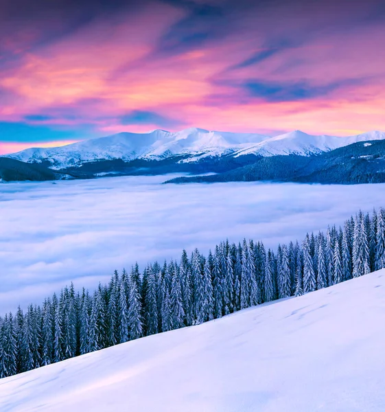 Živý Zimní Východ Slunce Karpatských Horách Zasněženými Jedlemi Skvělá Venkovní — Stock fotografie
