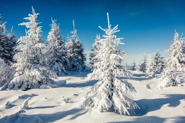 Escena Soleada Mañana Bosque Montaña Paisaje Invierno Brillante Bosque Nevado — Foto de Stock