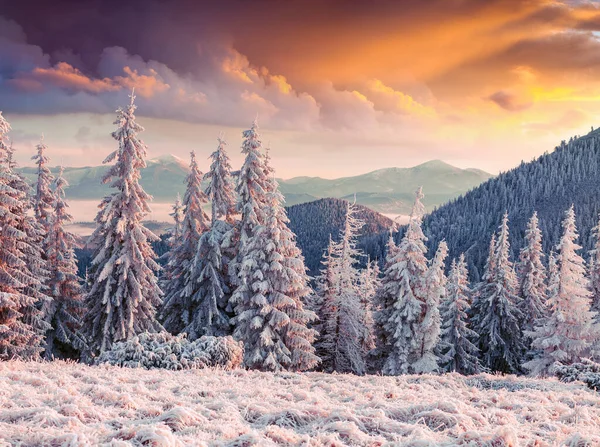 Unbelievable Winter Sunrise Carpathian Mountains Snow Covered Fir Trees Grass — Stock Photo, Image