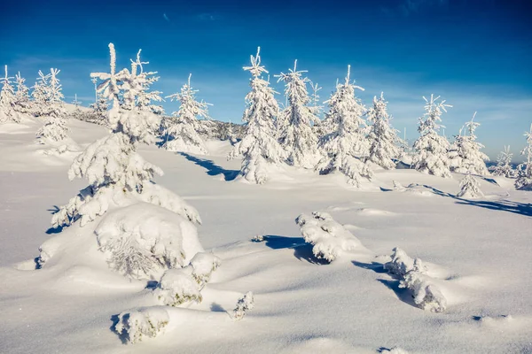Escena Soleada Mañana Bosque Montaña Paisaje Invierno Brillante Bosque Nevado —  Fotos de Stock