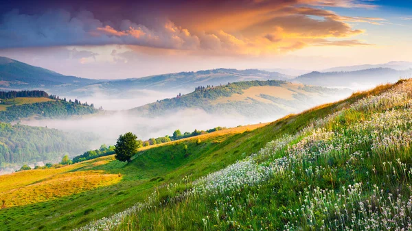 Floraison Fleurs Blanches Dans Les Montagnes Été Lever Soleil Coloré — Photo