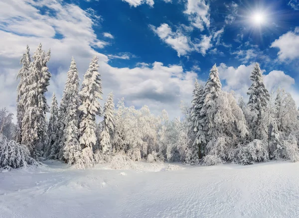 雪に覆われたモミの木と山の森の中で晴れた冬の朝 カラフルな屋外シーン ハッピー新年のお祝いのコンセプト 芸術風のポスト処理写真 — ストック写真