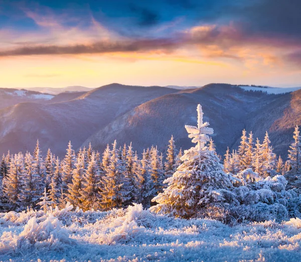 Malá Jedle Tráva Obrovském Vápně Karpatských Horách Barevný Zimní Východ — Stock fotografie