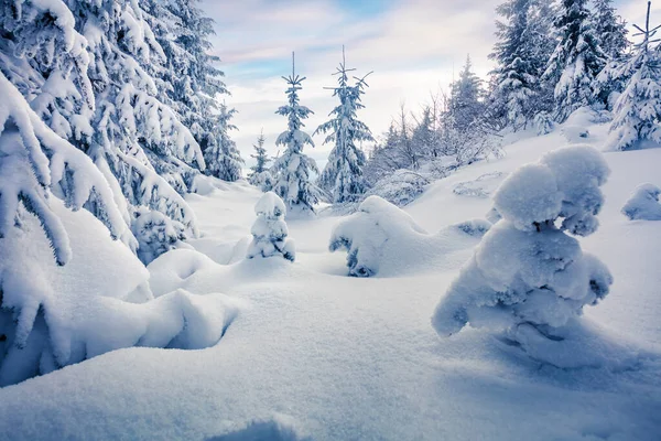 Brilhante Cena Matinal Floresta Montanha Paisagem Inverno Enevoada Madeira Nevada — Fotografia de Stock