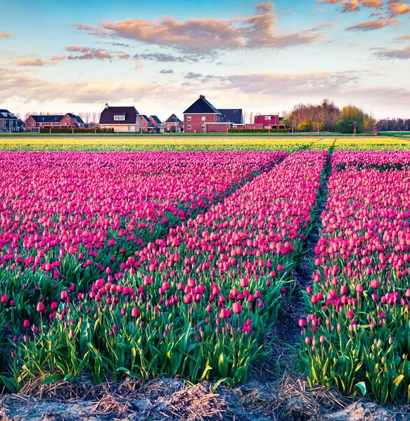 Great Sunrise Tulip Farm Creil Town Picturesque Outdoor Scenery Netherlands — Stock Photo, Image