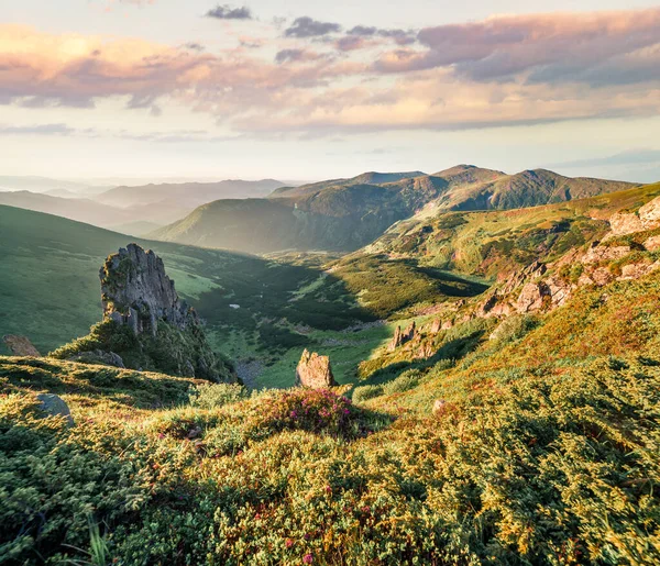 Karpatya dağlarında renkli bir yaz gündoğumu. Shpytsi Peak, Ukrayna, Avrupa 'dan Subalpine çayır Gadzhina' nın çarpıcı sabah manzarası. Doğa konseptinin güzelliği