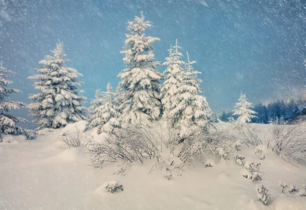 Enorm Snöstorm Fjällskogen Fantastisk Utomhusscen Med Granar Täckta Nysnö Majestätiskt — Stockfoto