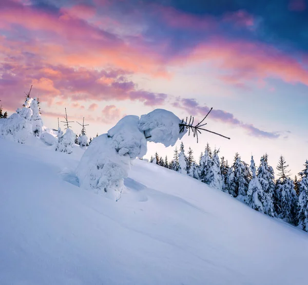 Зимний Восход Солнца Карпатах Снегом Накрыл Маленькую Елочку Красочная Сцена — стоковое фото