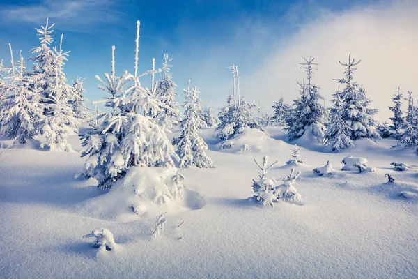 Escena Soleada Mañana Bosque Montaña Paisaje Invierno Brillante Bosque Nevado — Foto de Stock