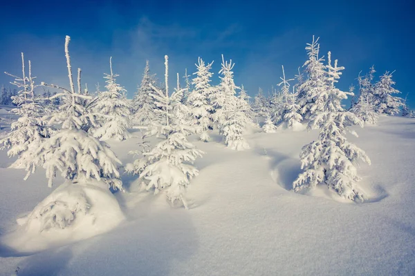 Solig Morgon Scen Fjällskogen Ljust Vinterlandskap Den Snöiga Skogen Gott — Stockfoto