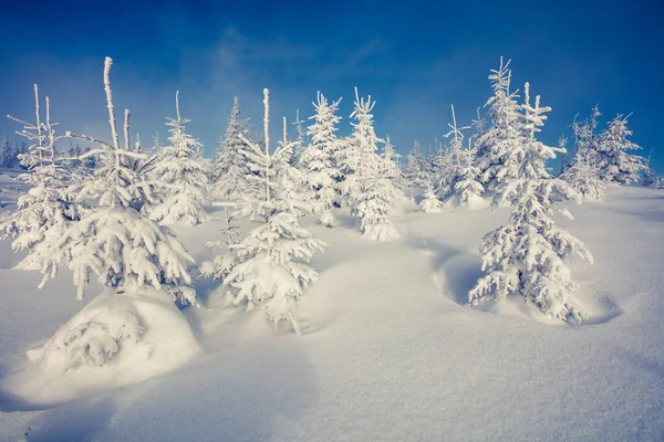 Escena Soleada Mañana Bosque Montaña Paisaje Invierno Brillante Bosque Nevado — Foto de Stock