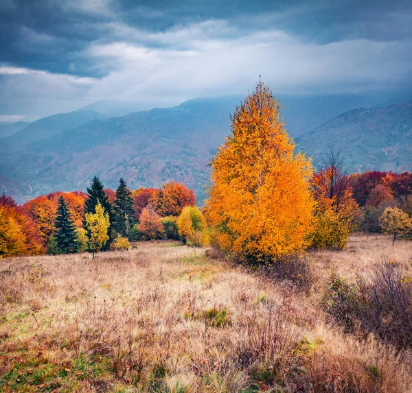 Wonderful Autumn Scene Mountain Valley Gloomy Morning View Carpathian Mountains — Stock Photo, Image