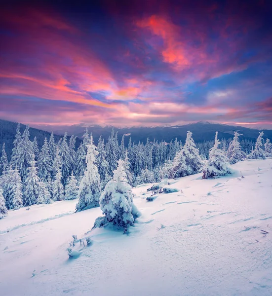 Dramatický Zimní Východ Slunce Karpatských Horách Zasněženými Stromy Barevná Venkovní — Stock fotografie