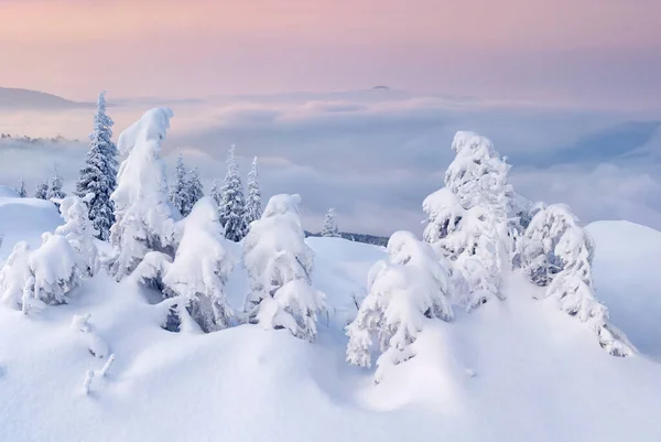 Fantástico Amanecer Invierno Las Montañas Niebla Con Árboles Cubiertos Nieve — Foto de Stock