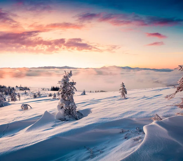 Nascer Sol Inverno Pitoresco Nas Montanhas Dos Cárpatos Com Abetos — Fotografia de Stock