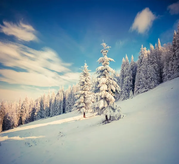 Retro Stijl Winterlandschap Karpaten Bergen Met Besneeuwde Dennenbomen Heldere Outdoor — Stockfoto