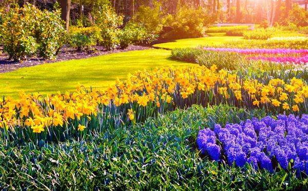 Colorful Spring Sunset Keukenhof Gardens Blooming Flowers Netherlands Europe Beauty — Stock Photo, Image