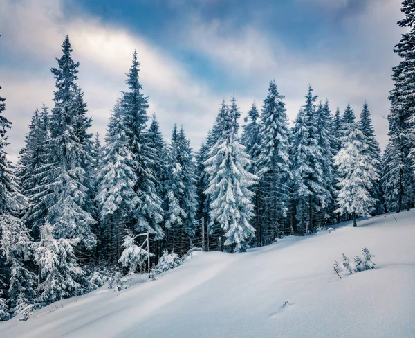 Kall Vintermorgon Karpaterna Med Snötäckta Granar Dramatisk Utomhus Scen Gott — Stockfoto