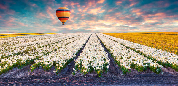 Flying on the balloon over the field of blooming narcissus flowers. Colorful spring sunrise in the countryside. Artistic style post processed photo. Creative collage.