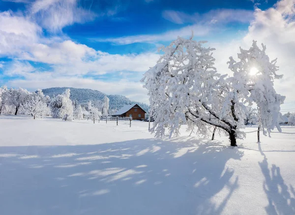 カルパティアの村では晴れた冬の朝に雪が庭の木を覆いました 美しい屋外シーン ハッピー新年のお祝いのコンセプト 芸術風のポスト処理写真 — ストック写真