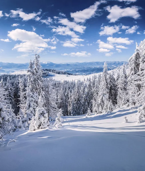 Manhã Inverno Pitoresca Montanhas Dos Cárpatos Com Abetos Cobertos Neve — Fotografia de Stock