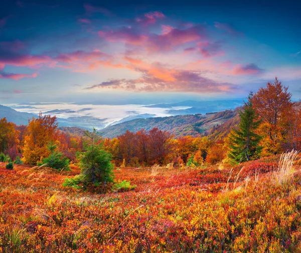 Espléndido Amanecer Otoño Las Montañas Cárpatos Cresta Borzhava Fantástico Paisaje — Foto de Stock