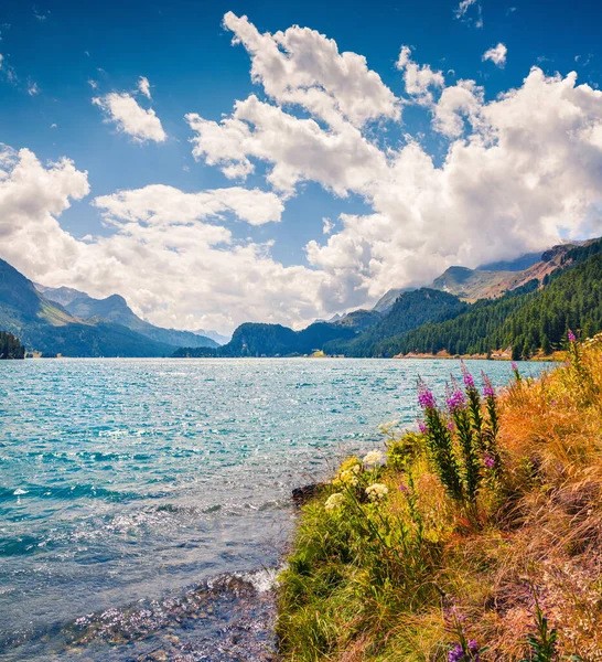 Летний Солнечный Вид Швейцарских Альпах Красочная Открытая Сцена Озере Силс — стоковое фото