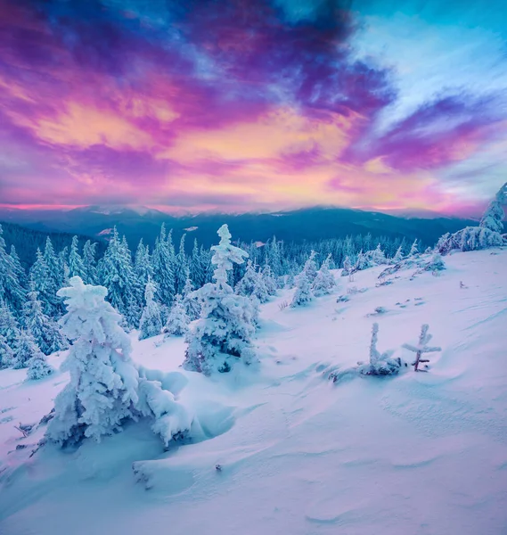 Increíble Amanecer Invierno Las Montañas Los Cárpatos Con Abetos Cubiertos — Foto de Stock