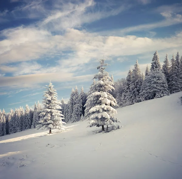 Marvelous Winter Landscape Carpathian Mountains Snow Cowered Fit Trees Colorful — Stock Photo, Image