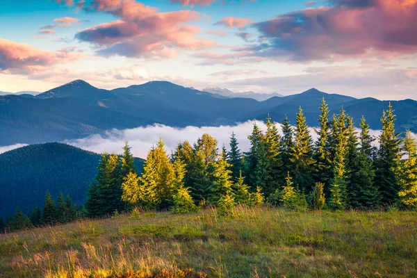 Kleurrijke Zomerzon Karpaten Prachtig Uitzicht Ochtend Bergvallei Juni Oekraïne Tatariv — Stockfoto