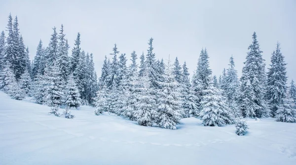 Manhã Inverno Gelada Floresta Montanha Com Abetos Cobertos Neve Esplêndida — Fotografia de Stock