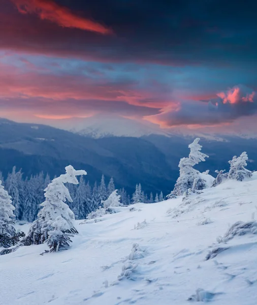 Niesamowity Zimowy Zachód Słońca Górskim Lesie Pokrytymi Śniegiem Jodłami Kolorowa — Zdjęcie stockowe