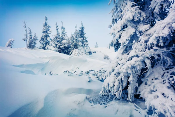 Manhã Inverno Gelada Floresta Montanha Com Abetos Cobertos Neve Cena — Fotografia de Stock