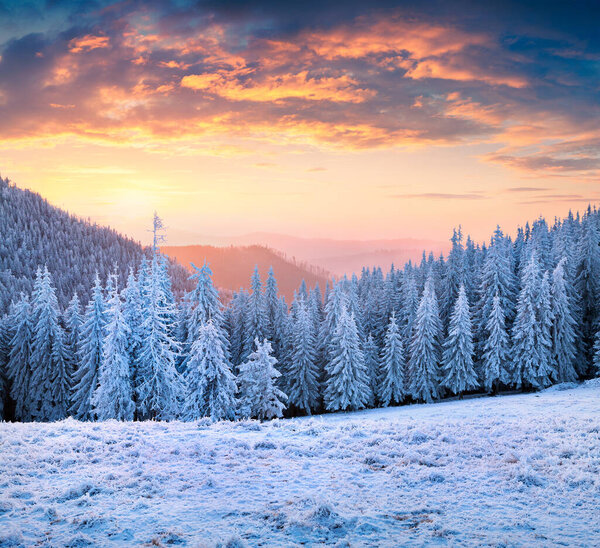 Picturesque winter sunset in Carpathian mountains with trees and grass in rime. Dramatic outdoor scene, Happy New Year celebration concept. Artistic style post processed photo.