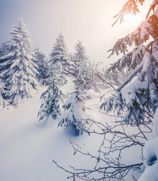 Brillante Escena Matutina Bosque Montañoso Colorido Amanecer Invierno Bosque Nevado — Foto de Stock