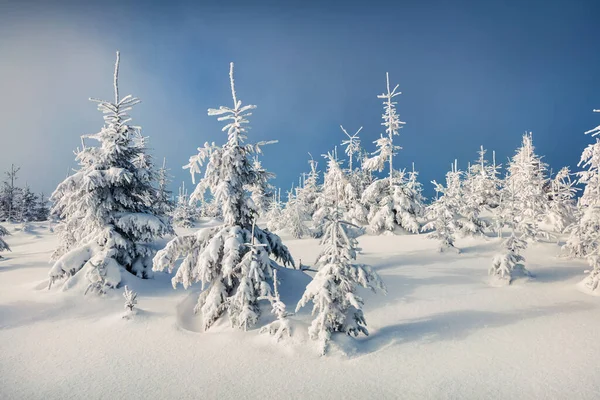 Escena Soleada Mañana Bosque Montaña Paisaje Invierno Brillante Bosque Nevado — Foto de Stock