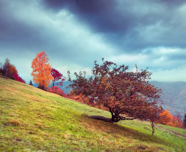 Красочная Сельская Сцена Селе Квасы Закарпатье Украина Европа Красивый Осенний — стоковое фото