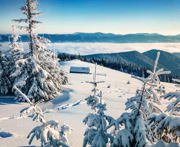 Jedle Pokryté Sněhem Slunečný Zimní Den Karpatech Jasná Ranní Scéna — Stock fotografie