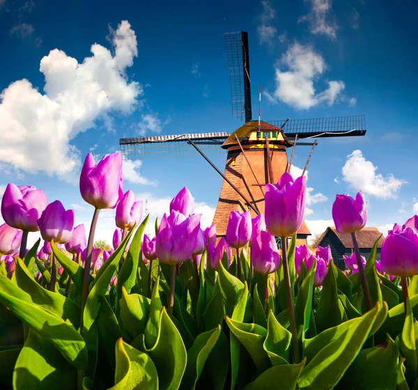 Famous Dutch Windmills Blooming Pink Tulip Flowers Sunny Outdoor Scene — Stock Photo, Image