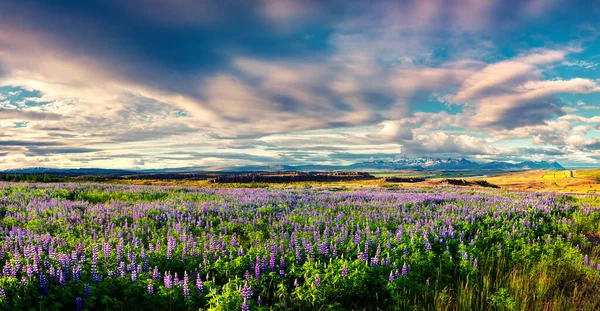 Типичный Исландский Пейзаж Полем Цветущих Люпиновых Цветов Июне Солнечным Летним — стоковое фото