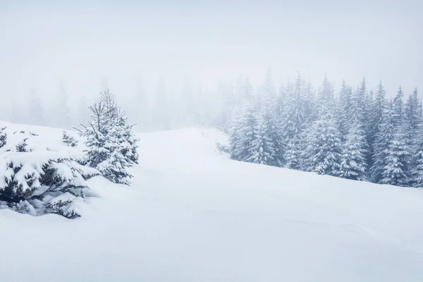 Vale Montanha Depois Uma Nevasca Enorme Cenário Livre Esplêndidocom Abetos — Fotografia de Stock