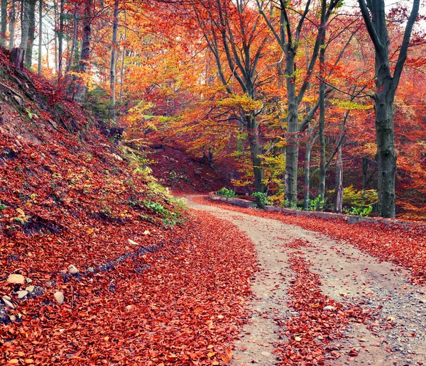 Colorate Csene Autunnali Nella Foresta Montana Bella Vista Mattutina Nelle — Foto Stock