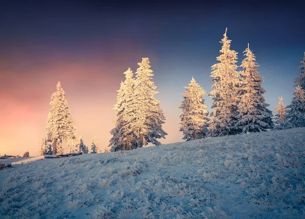 Dramatic Winter Sunrise Carpathian Mountains Snow Covered Grass Fir Trees — Stock Photo, Image