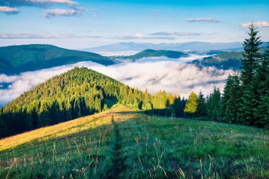 Doğa, dağlarda soğuk bir yaz gecesinden sonra uyanır. Karpatlar 'da muhteşem bir sabah. Haziran 'da Ukrayna, Avrupa' daki dağ vadisinin parlak güneşli manzarası. Doğa konseptinin güzelliği. 