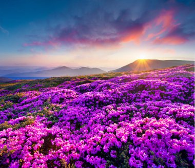 Renkli yaz gündoğumu çiçek açan çayırlarla birlikte. Karpat Dağları, Ukrayna, Avrupa 'da muhteşem bir açık hava manzarası. Doğa konseptinin güzelliği.