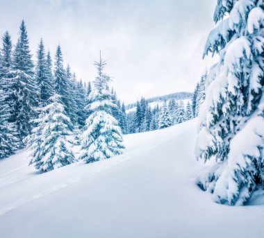 Dağ ormanlarında karla kaplı köknar ağaçlarıyla dondurucu bir kış sabahı. Açık hava sahnesi, mutlu yeni yıl kutlamaları. Sanatsal stil, işlenmiş fotoğraf. Orton Efekti.