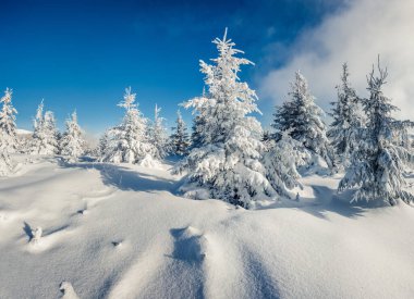 Dağ ormanında güneşli bir sabah manzarası. Karlı ormanda parlak kış manzarası, mutlu yeni yıl kutlaması konsepti. İşlenmiş fotoğraf sonrası sanatsal stil.
