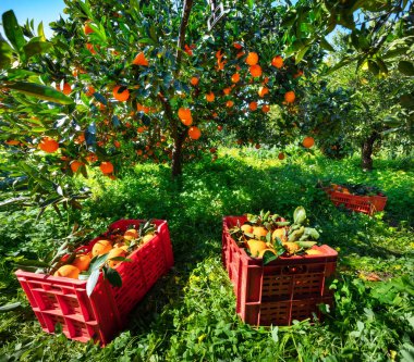 İtalya, Sicilya 'da portakal topluyorum. Turuncu bahçenin yeşil bahar manzarası. Taze yeşil yapraklar güneş ışığında parlıyor. Kırsal konseptin güzelliği.