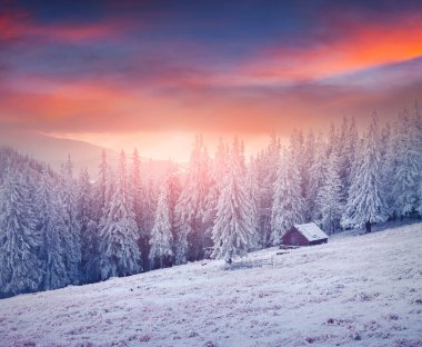 Karla kaplı köknar ağaçları ile dağ çiftliğinde sisli kış gündoğumu. Renkli açık hava sahnesi, mutlu yeni yıl kutlaması konsepti. İşlenmiş fotoğraf sonrası sanatsal stil.
